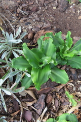 Veltheimia
