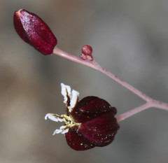 Streptanthus glandulosus niger