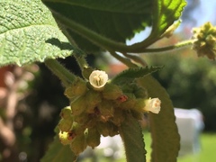 Varronia cylindrostachya