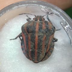 Graphosoma italicum italicum