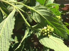 Varronia cylindrostachya