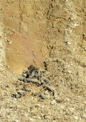 Herpestes pulverulentus