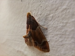 Pyralis farinalis