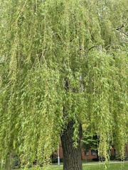 Salix