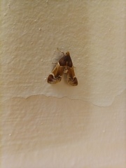 Pyralis farinalis