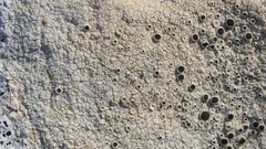 Lecanora meridionalis