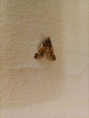 Pyralis farinalis