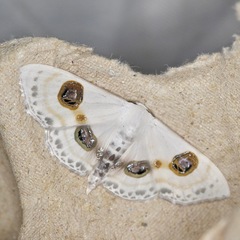 Problepsis eucircota