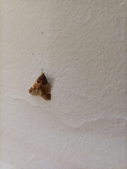 Pyralis farinalis