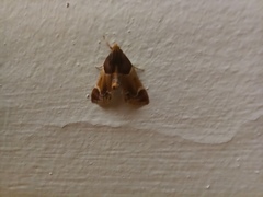 Pyralis farinalis