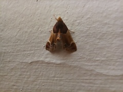 Pyralis farinalis