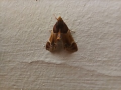 Pyralis farinalis