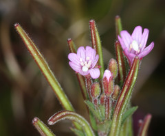 Epilobium ciliatum watsonii