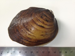 Fusconaia subrotunda