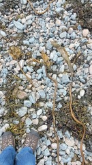 Laminaria digitata