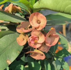 Euphorbia milii