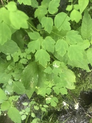 Thalictrum clavatum