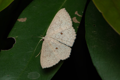 Perixera flavispila