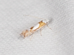 Phyllonorycter fitchella
