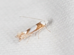 Phyllonorycter fitchella