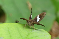 Notocrypta paralysos