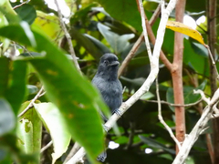 Thamnophilus divisorius