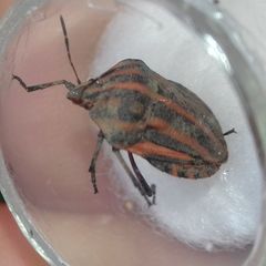 Graphosoma italicum italicum