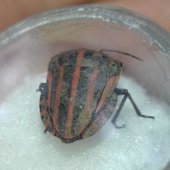Graphosoma italicum italicum