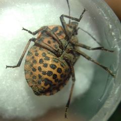 Graphosoma italicum italicum