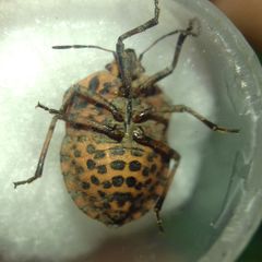Graphosoma italicum italicum