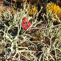 Cladonia coccifera
