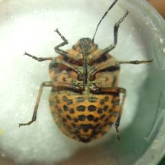 Graphosoma italicum italicum