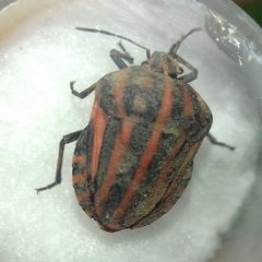 Graphosoma italicum italicum