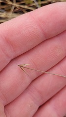 Carex pauciflora
