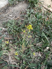 Draba nemorosa