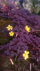 Oxalis