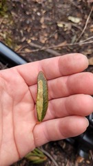 Phyllonorycter ledella