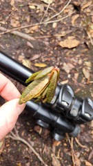 Phyllonorycter ledella