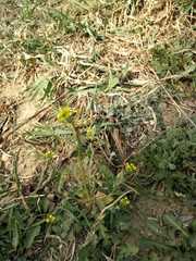 Draba nemorosa
