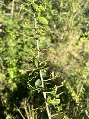 Gymnosporia nemorosa