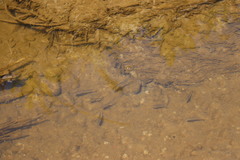 Rhinichthys atratulus