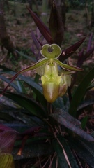 Phragmipedium longifolium