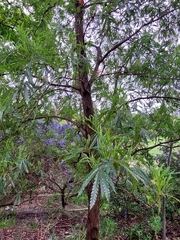 Lyonothamnus