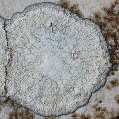 Circinaria calcarea