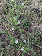 Ornithogalum gracillimum