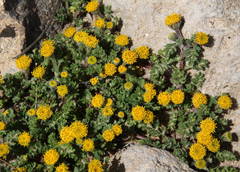 Anthemis rigida