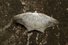 Oxymacaria temeraria