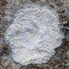 Circinaria calcarea