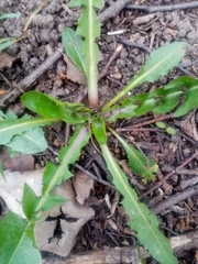 Taraxacum officinale