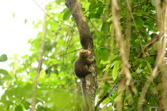 Callithrix flaviceps